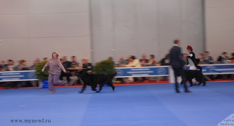 Фото: ньюфаундленд Sent Djons Dora (Сент Джонс Дора)