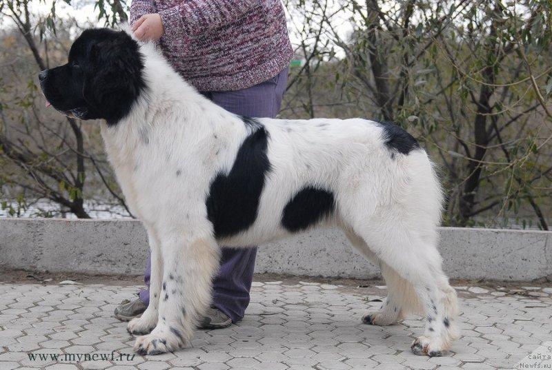 Фотография № 137423