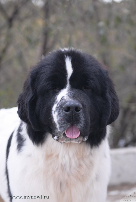 Фотография № 137425