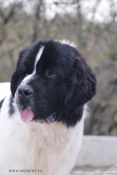 Фотография № 137426