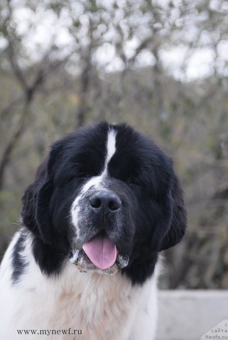 Фотография № 137428