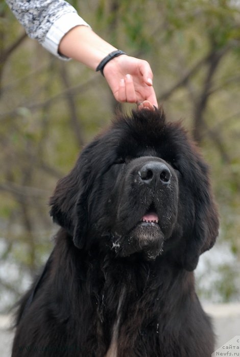 Фото: ньюфаундленд King of Helluland Over Ruled