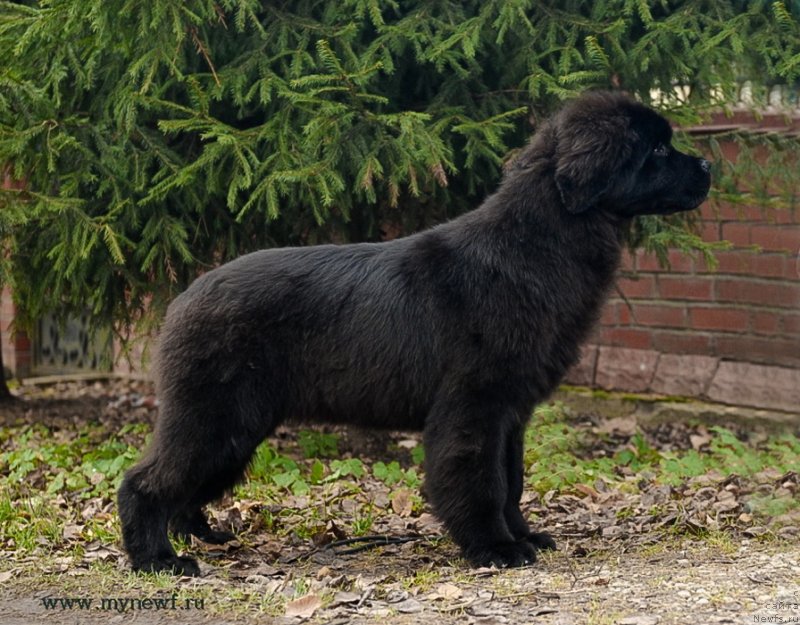 Фото: ньюфаундленд Sent Djons Joselin (Сент Джонс Жоселин)