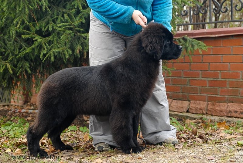 Фото: ньюфаундленд Sent Djons Joselin (Сент Джонс Жоселин)