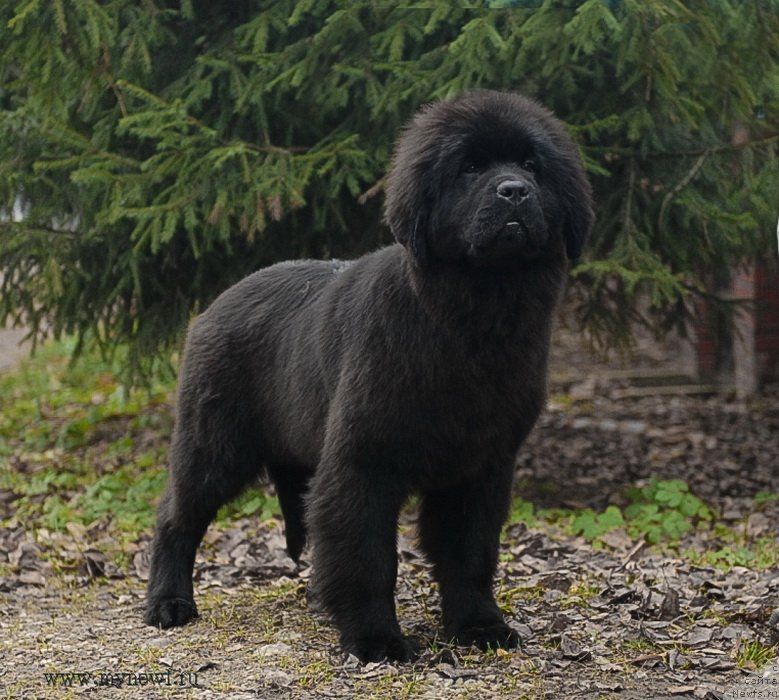 Фото: ньюфаундленд Sent Djons Joselin (Сент Джонс Жоселин)