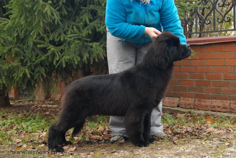 Фото: ньюфаундленд Sent Djons Joselin (Сент Джонс Жоселин)