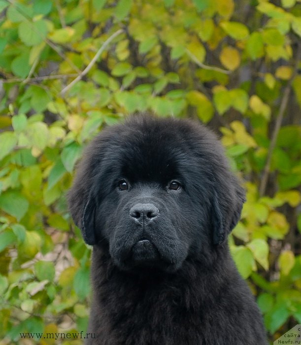 Фотография № 137442