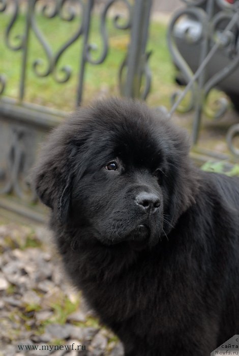 Фотография № 137444