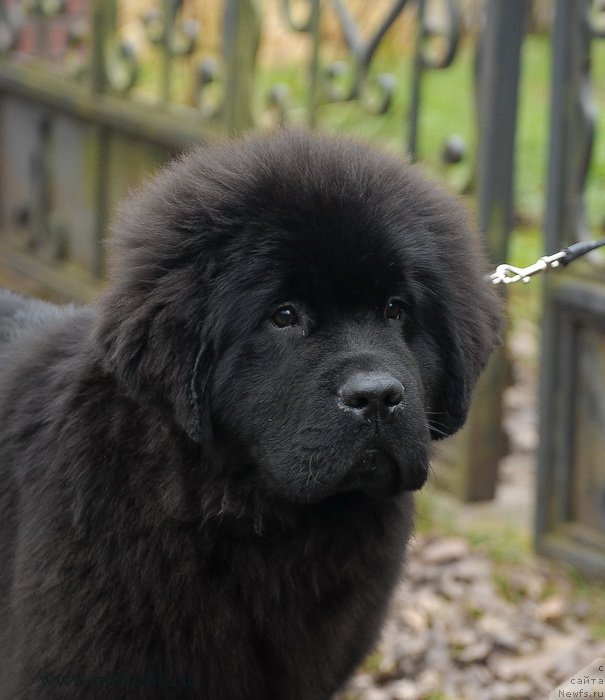 Фотография № 137445