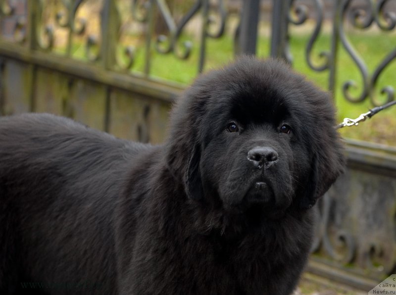 Фотография № 137446