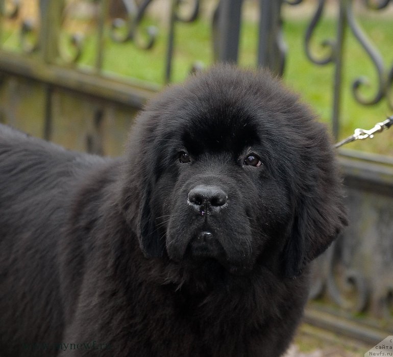 Фотография № 137447