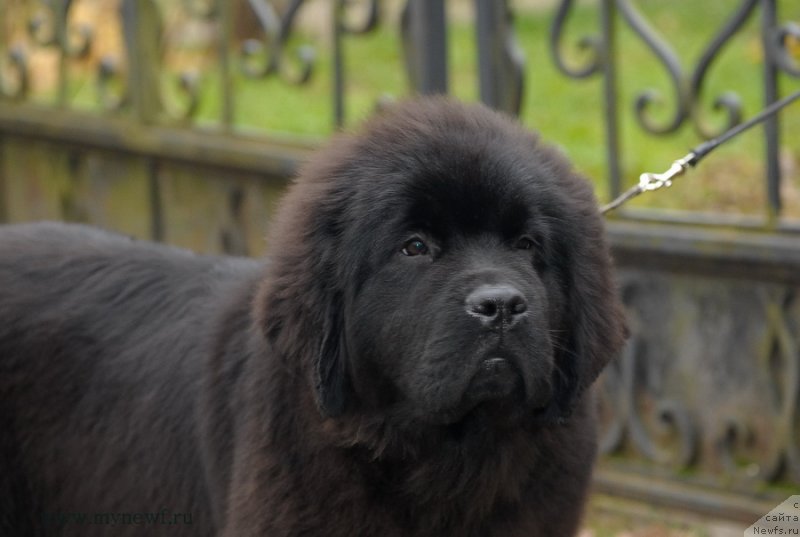 Фотография № 137448