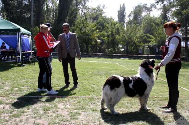 Фото: ньюфаундленд Sent Djons Violetta (Сент Джонс Виолетта)