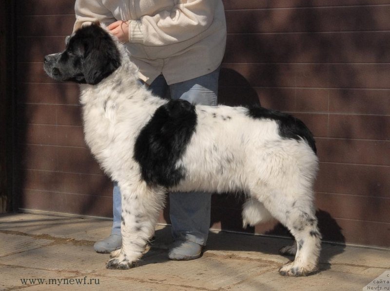 Фото: ньюфаундленд Sent Djons Viva Viktoria (Сент Джонс Вива Виктория)