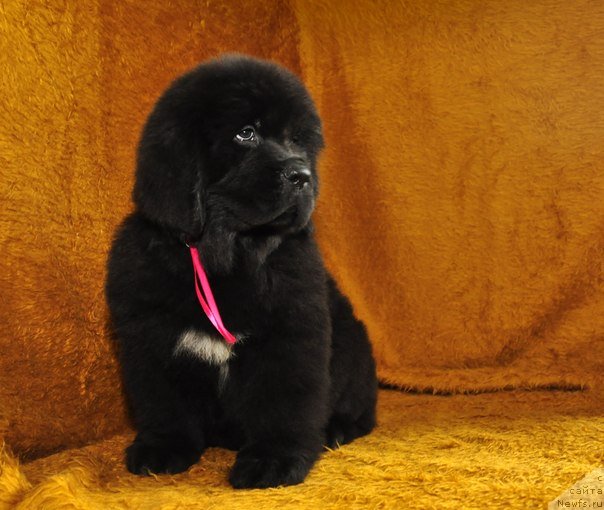 Фото: ньюфаундленд Big Sky Bear Biuta Dolce