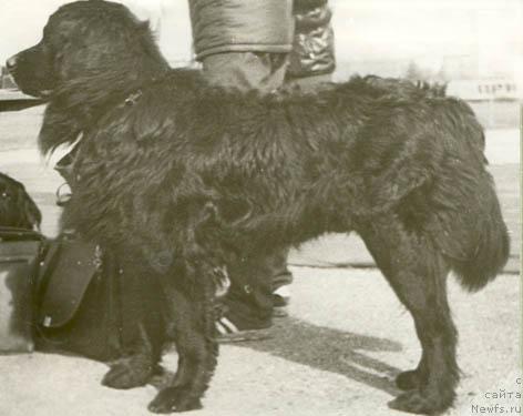 Фото: ньюфаундленд Barri Nil's (Барри Нильс)