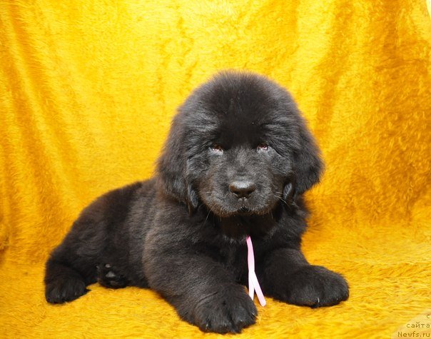 Фото: ньюфаундленд Big Sky Bear Brina Gelata