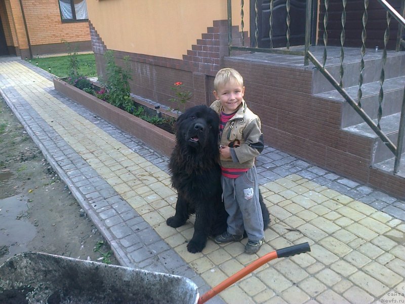Фото: ньюфаундленд Big Sky Bear Brina Gelata
