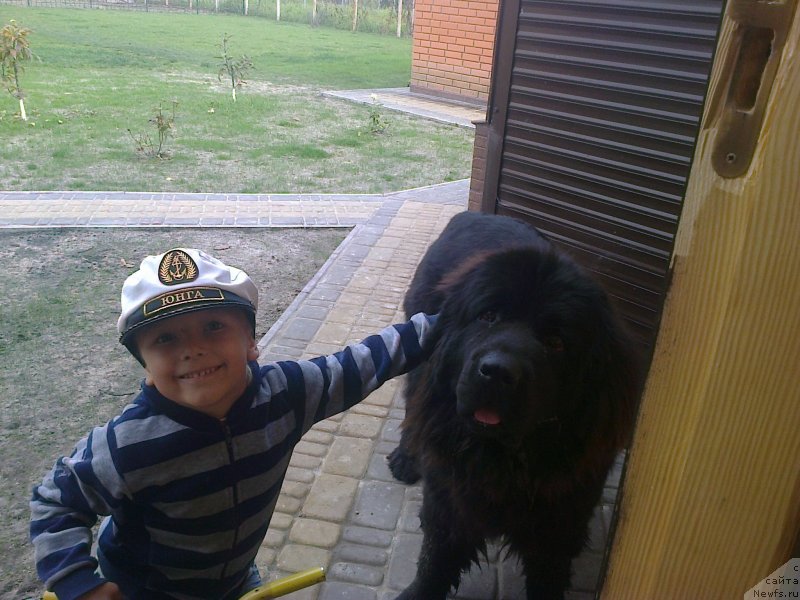 Фото: ньюфаундленд Big Sky Bear Brina Gelata