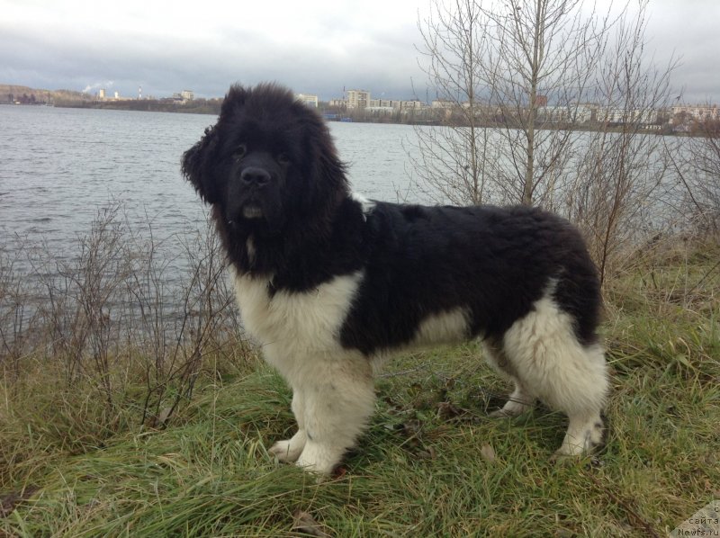 Фото: ньюфаундленд Akvian Song Kroun Royal (Аквиан Сонг Кроун Роял)