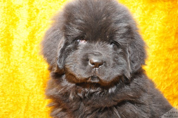 Фото: ньюфаундленд Big Sky Bear Brezza Di Mare