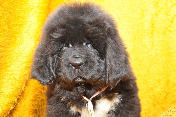 Фото: ньюфаундленд Big Sky Bear Biancaneve