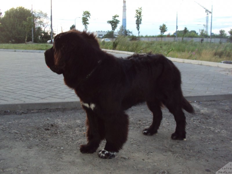 Фото: ньюфаундленд Big Sky Bear Biancaneve