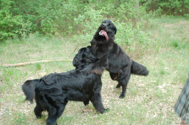 Фото: ньюфаундленд Mag Ispolin Kopperfil'd (Маг Исполин Копперфильд), ньюфаундленд Ryicar' Blagorodnyiy ot Marleon Dusvik (Рыцарь Благородный от Марлеон Дусвик)
