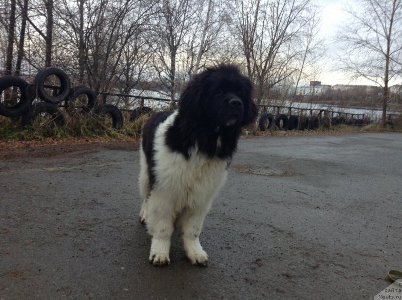 Фото: ньюфаундленд Akvian Song Kroun Royal (Аквиан Сонг Кроун Роял)