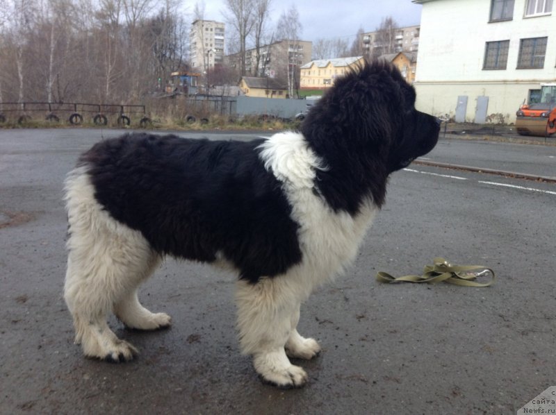 Фото: ньюфаундленд Akvian Song Kroun Royal (Аквиан Сонг Кроун Роял)