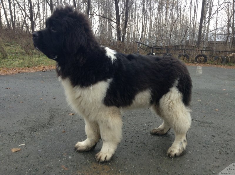 Фото: ньюфаундленд Akvian Song Kroun Royal (Аквиан Сонг Кроун Роял)