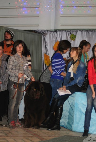 Фото: наш любимый хендлер, ньюфаундленд CHernyiy SHarm Amber Best Dog FO Marleon (Черный Шарм Амбер Бест Дог ФО Марлеон)