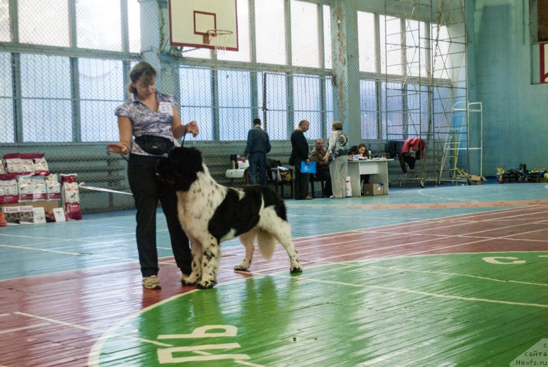 Фото: ньюфаундленд Stepnaya Pal'mira Estestvenno YA Luchshiy (Степная Пальмира Естественно Я Лучший)