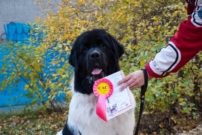 Фотография № 137568