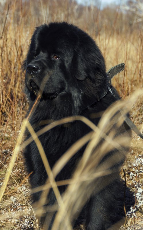 Фото: ньюфаундленд Bi Perfekt Asker (Би Перфект Аскер)