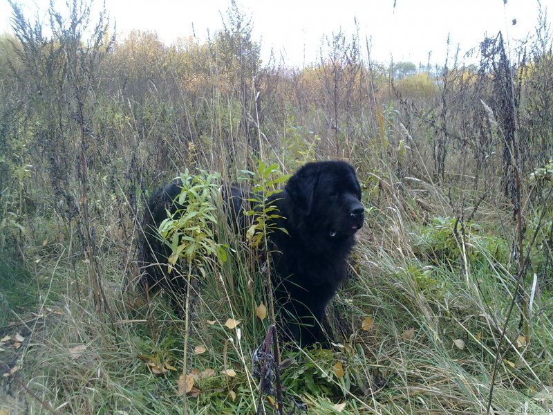 Фото: ньюфаундленд Velikiy Medved' Zagadka (Великий Медведь Загадка)