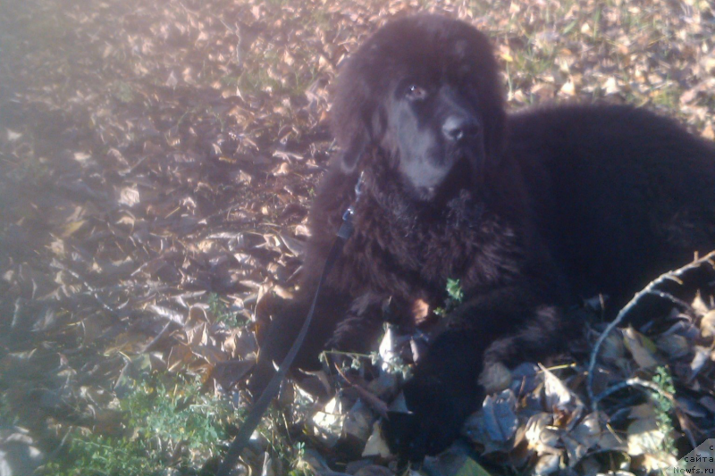 Фотография № 137592