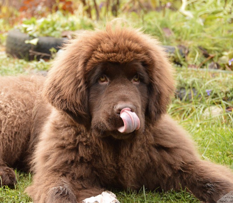 Фото: ньюфаундленд I Follow The Sun de L'Etoile de Cyrice