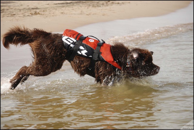 Фото: ньюфаундленд Hozjajka Doma s Berega Dona (Хозяйка Дома с Берега Дона)