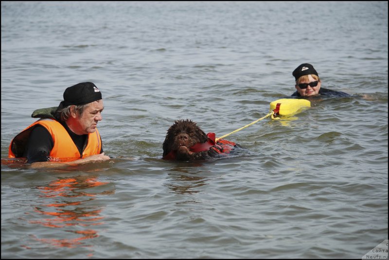 Фото: ньюфаундленд Hozjajka Doma s Berega Dona (Хозяйка Дома с Берега Дона), Sergey Kostin (Сергей Костин)