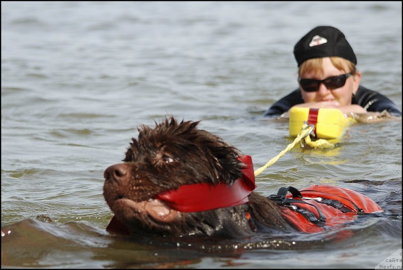 Фото: ньюфаундленд Hozjajka Doma s Berega Dona (Хозяйка Дома с Берега Дона)