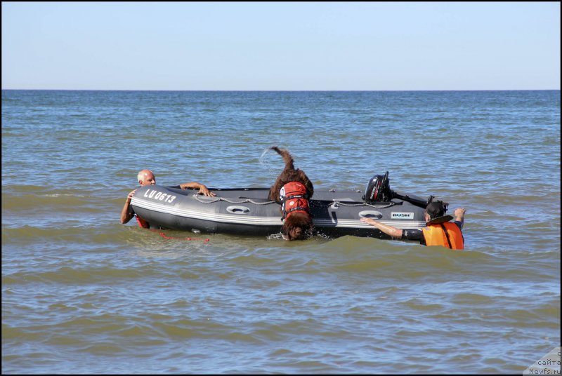 Фото: ньюфаундленд Hozjajka Doma s Berega Dona (Хозяйка Дома с Берега Дона), Sergey Kostin (Сергей Костин)