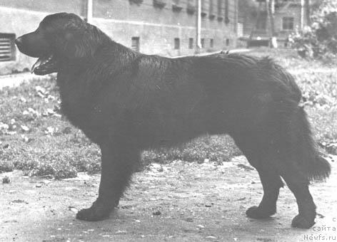 Фото: ньюфаундленд Nil's (Нильс)