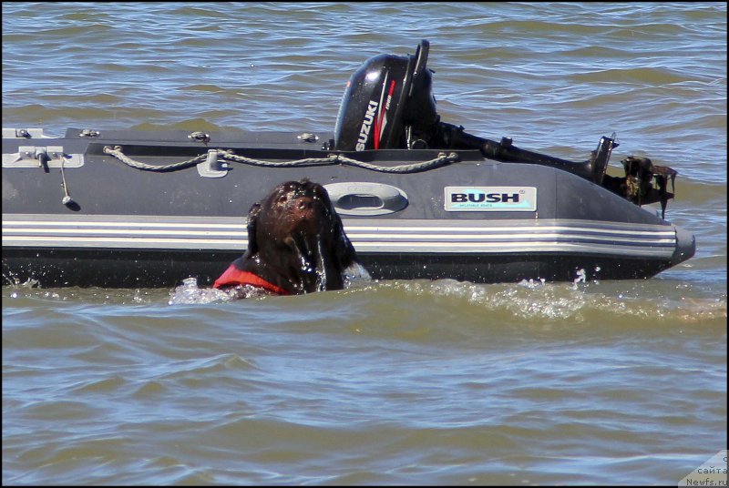 Фото: ньюфаундленд Hozjajka Doma s Berega Dona (Хозяйка Дома с Берега Дона)