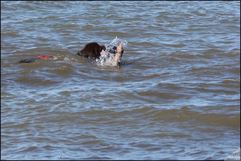Фото: ньюфаундленд Hozjajka Doma s Berega Dona (Хозяйка Дома с Берега Дона), Inguna Tihomirova (Ингуна Тихомирова)