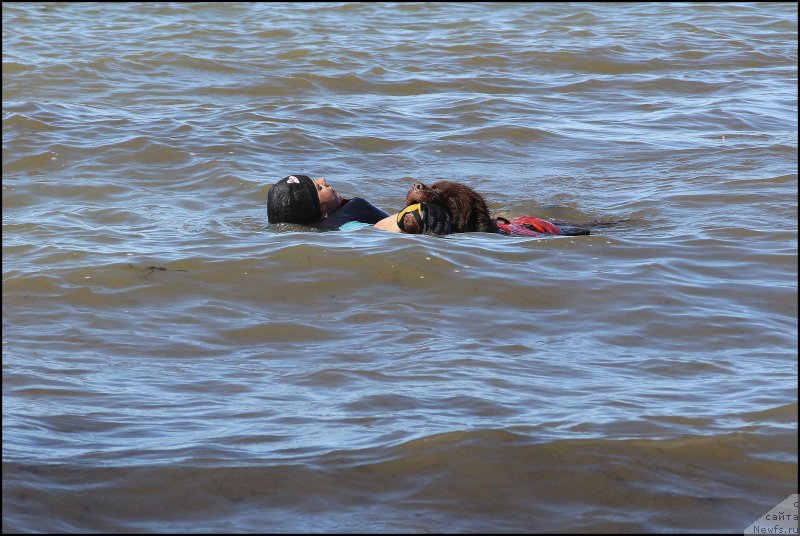 Фото: ньюфаундленд Hozjajka Doma s Berega Dona (Хозяйка Дома с Берега Дона), Inguna Tihomirova (Ингуна Тихомирова)