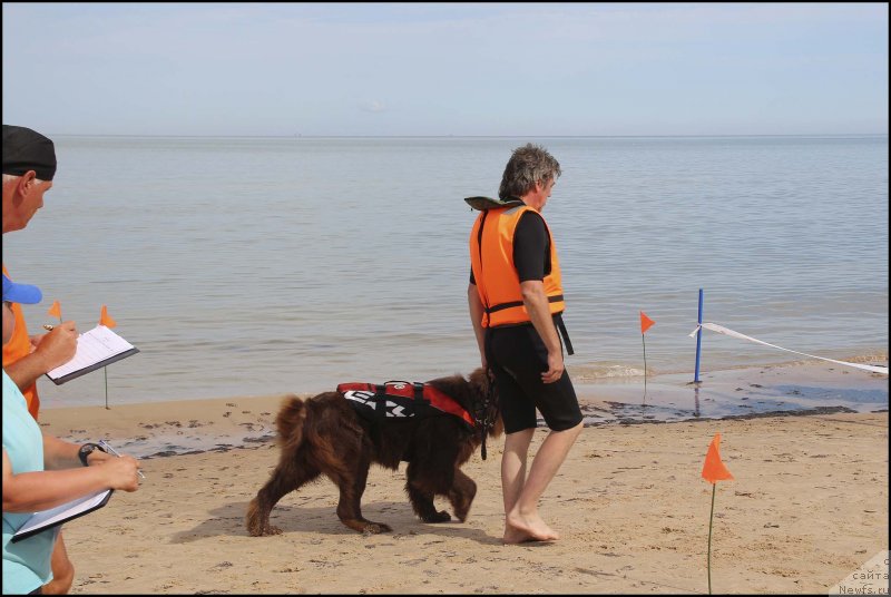 Фото: ньюфаундленд Hozjajka Doma s Berega Dona (Хозяйка Дома с Берега Дона), Sergey Kostin (Сергей Костин)