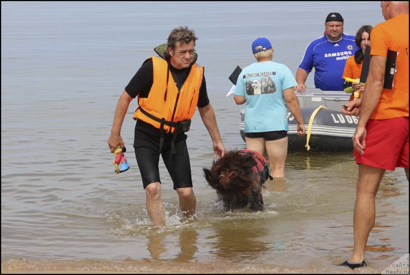Фото: ньюфаундленд Hozjajka Doma s Berega Dona (Хозяйка Дома с Берега Дона), Sergey Kostin (Сергей Костин)