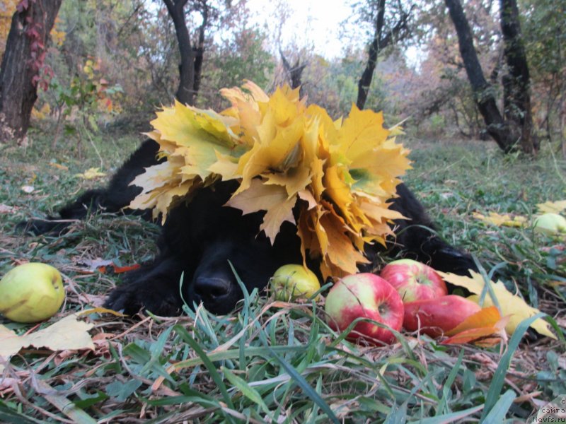 Фото: ньюфаундленд Sent Djons Ulla for Kara Ayular (Сент Джонс Улла для Кара Аюлар)