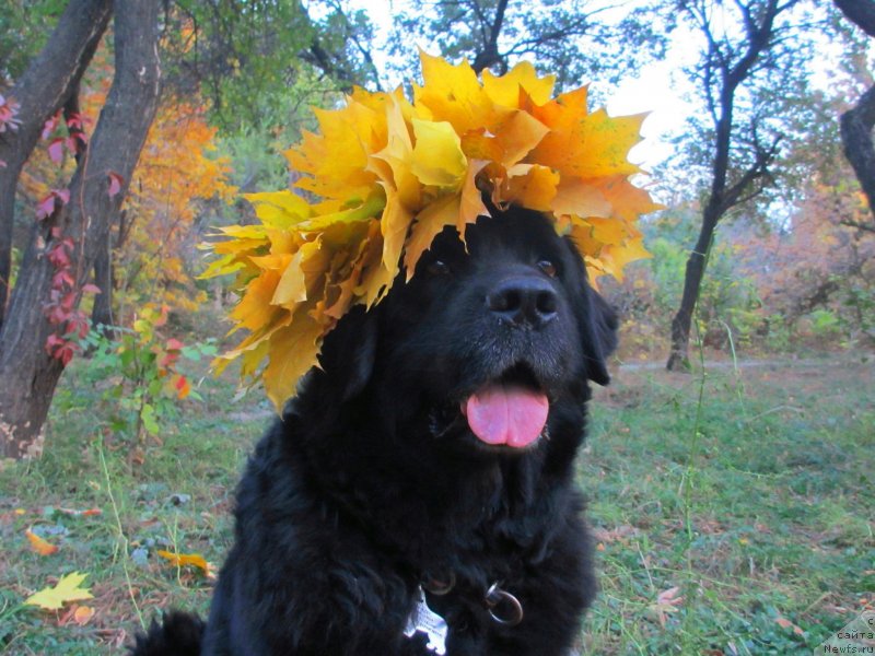 Фото: ньюфаундленд Jenev'ev Garni Ledyen (Женевьев Гарни Ледэн)